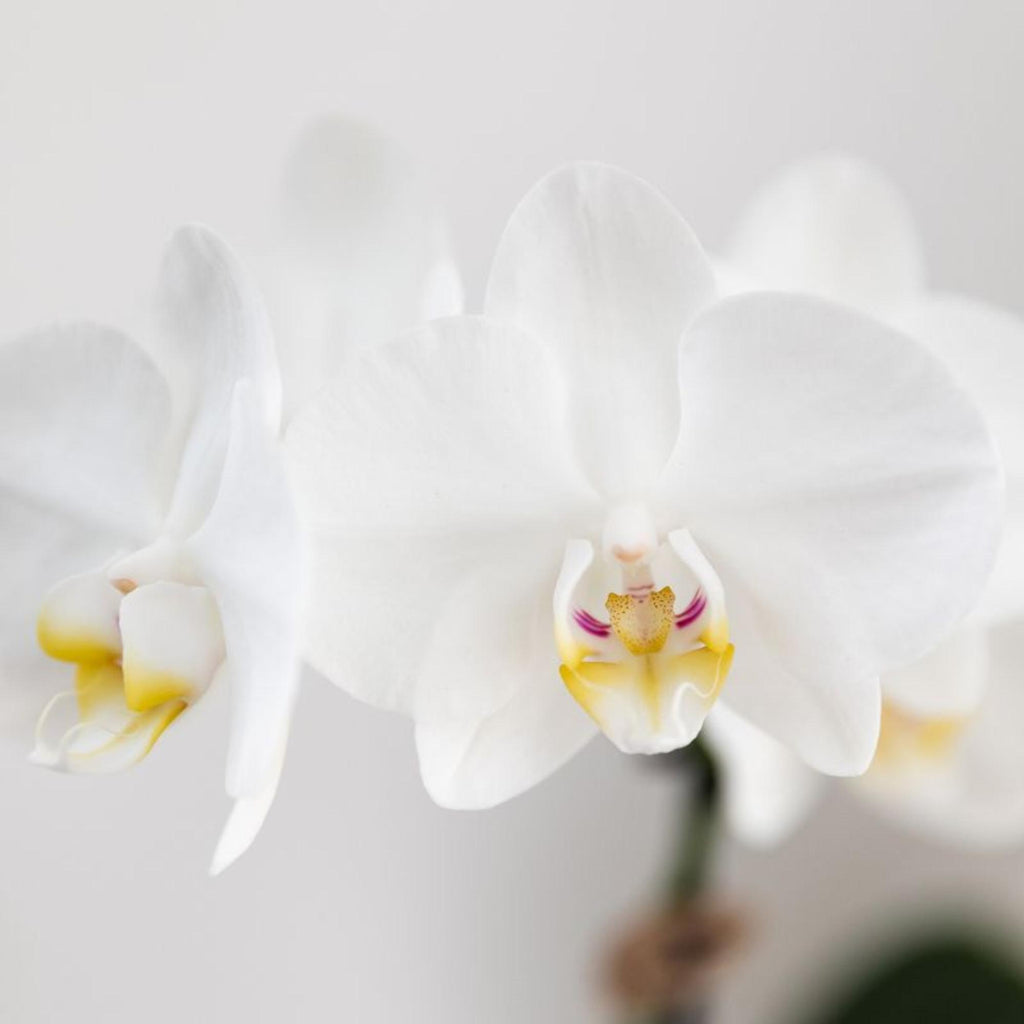 Kolibri Orchids | white Phalaenopsis orchid pot size Ø9cm | Amabilis | flowering houseplant - fresh from the grower