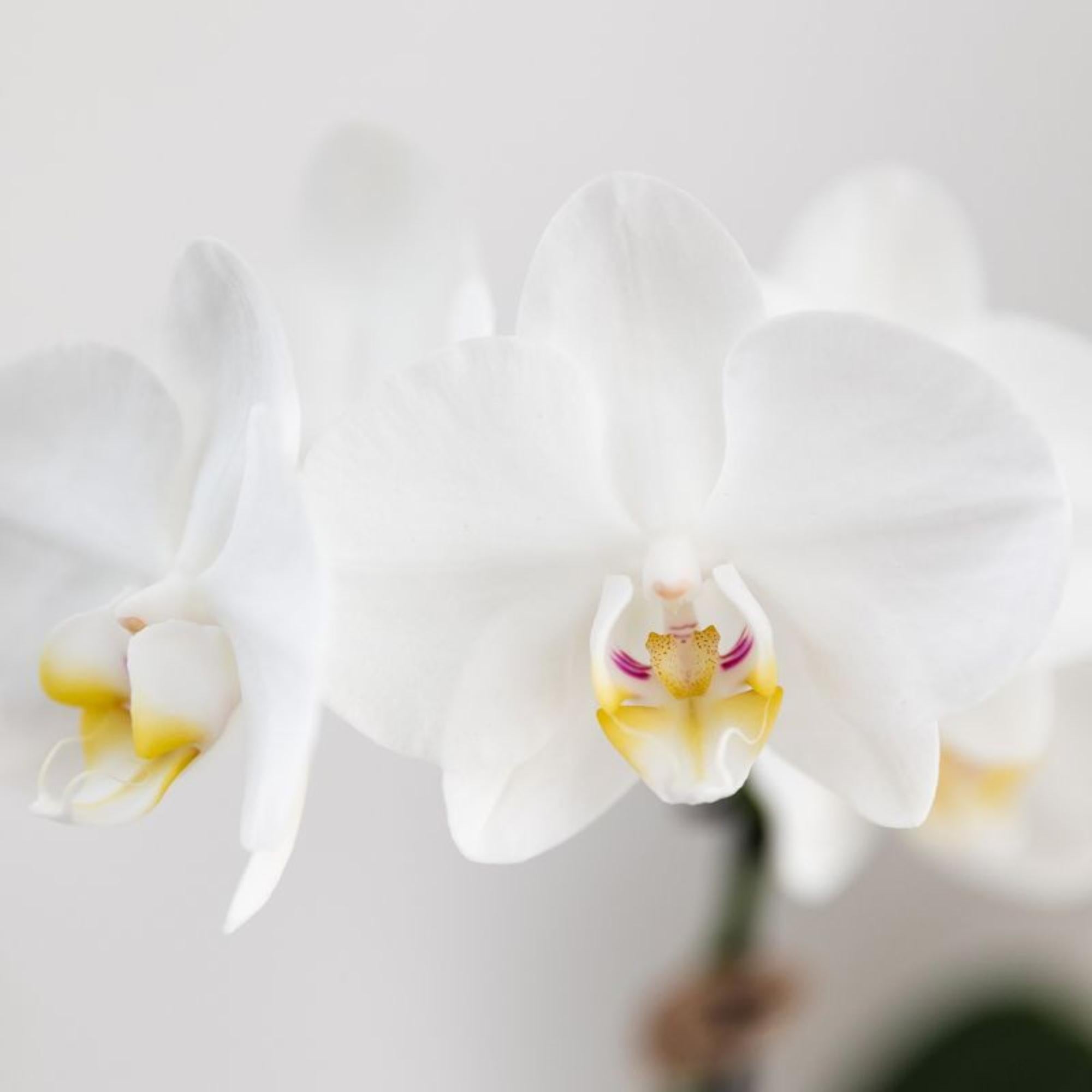 Kolibri Orchids | white Phalaenopsis orchid pot size Ø9cm | Amabilis | flowering houseplant - fresh from the grower