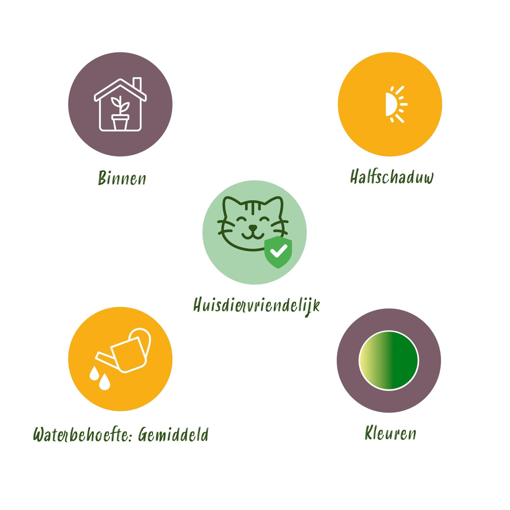 Chlorophytum comosum Bonnie - Krullende Graslelie - Huisdiervriendelijke Plant - Groen - 1 Plant - met Potter Grijs - Pot 12cm - Hoogte 20cm