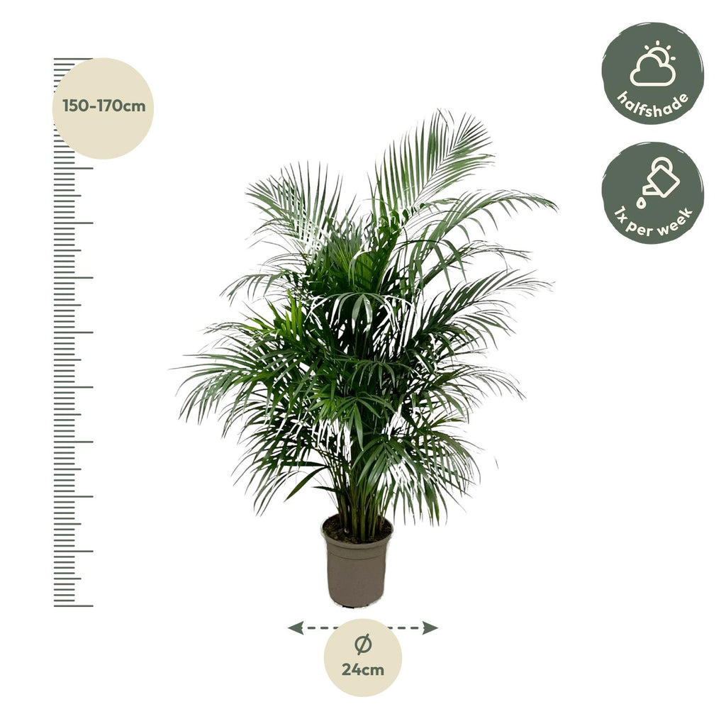 Dypsis lutescens (Areca-Palme) 140 cm - ø21-24