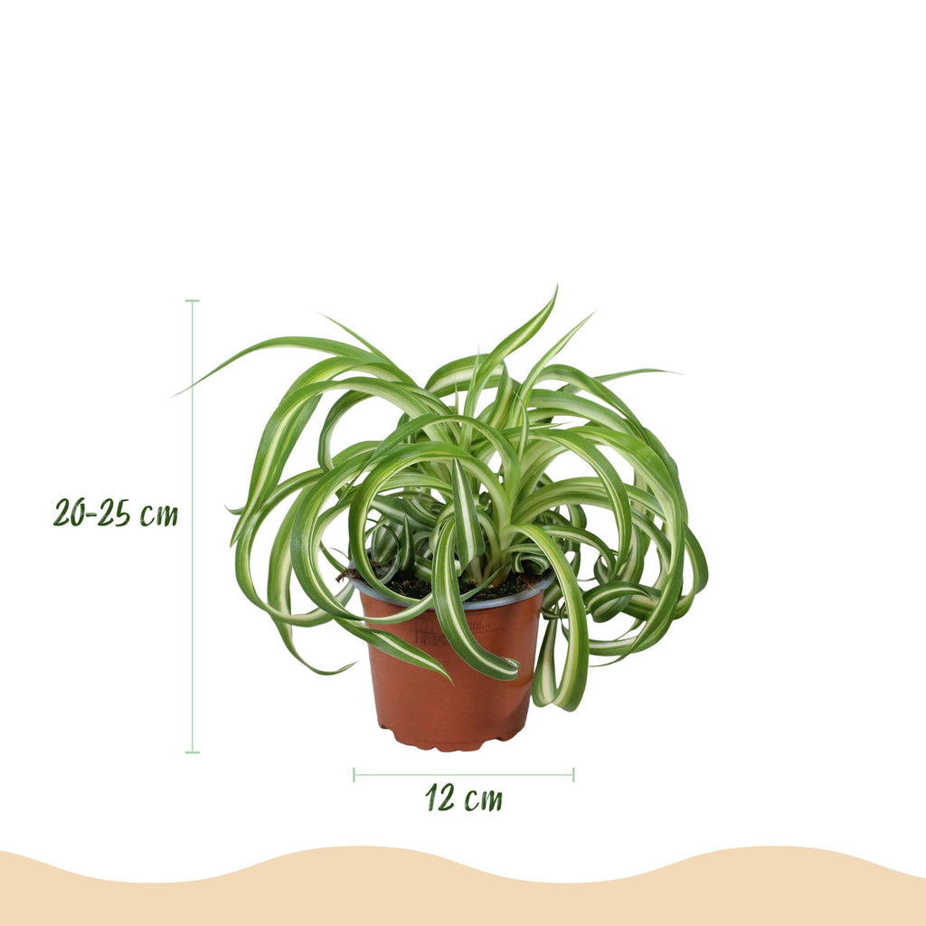Chlorophytum comosum Bonnie – Krullende graslelie – Huisdiervriendelijk – Inclusief grijze pot – Potmaat 12 cm – Hoogte 20 cm