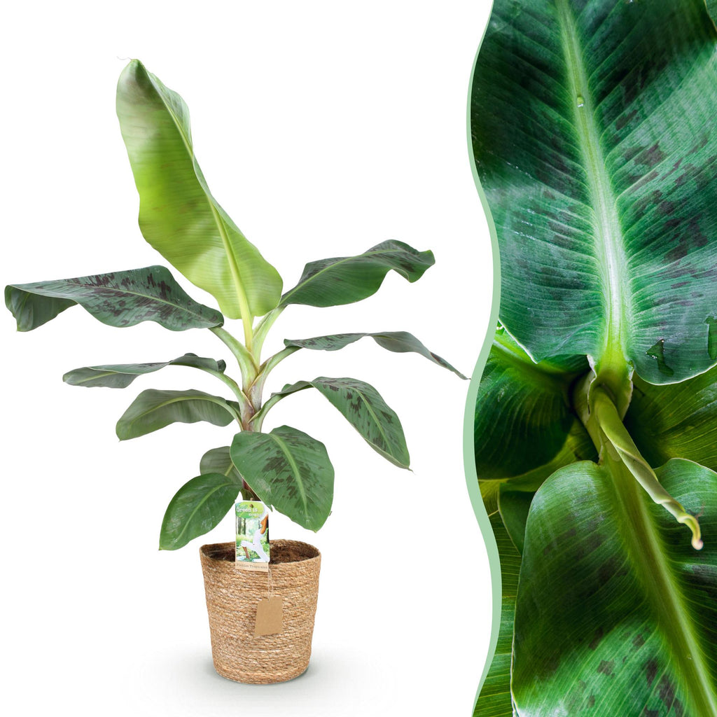 Musa acuminata Dwarf Cavendisch - Bananenplant - Weinig onderhoud - met mand - Groen - 1 Plant - Pot 21cm - Hoogte 70-75cm