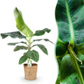 Musa acuminata Dwarf Cavendisch - Bananenplant - Weinig onderhoud - met mand - Groen - 1 Plant - Pot 21cm - Hoogte 70-75cm