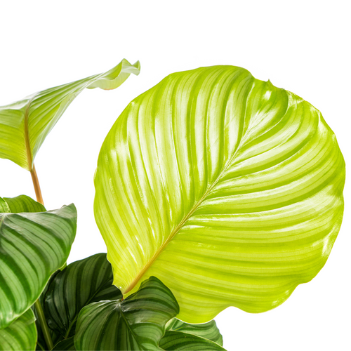 Calathea orbifolia – Topfgröße 17 cm – Höhe 40–50 cm