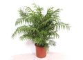 Chamaedorea elegans – Goldpalme – Topfgröße 24 cm – Höhe 100 cm