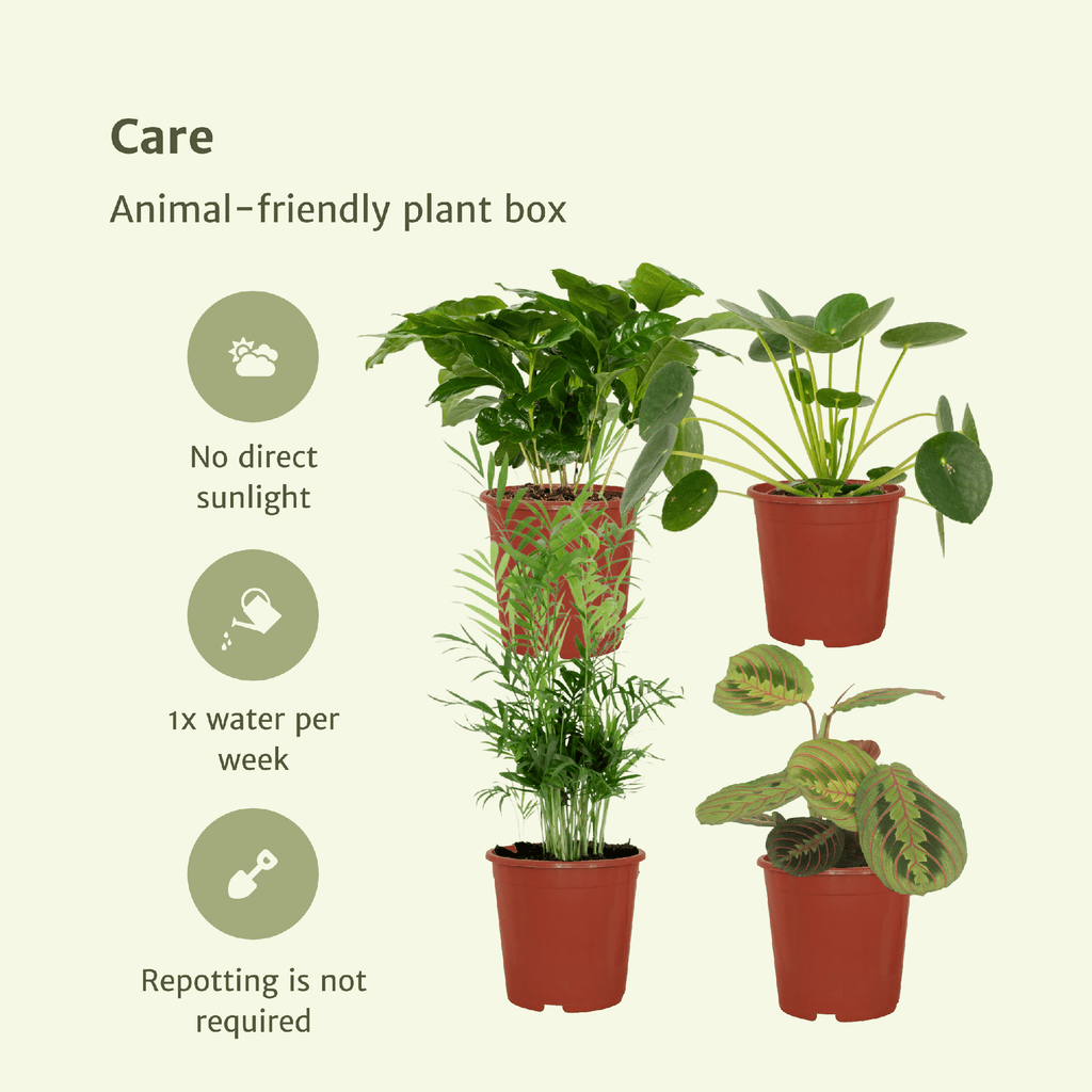 Diervriendelijke Planten Set – 4 stuks – Ø12 cm – ±20–40 cm