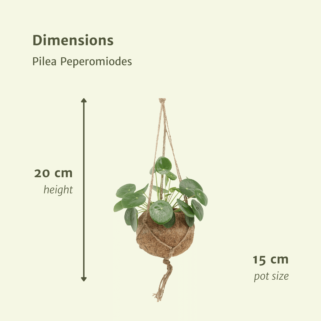 2x Kokodama Pilea Peperomioides – Chinese Money Plant – ±20 cm – Ø15 cm