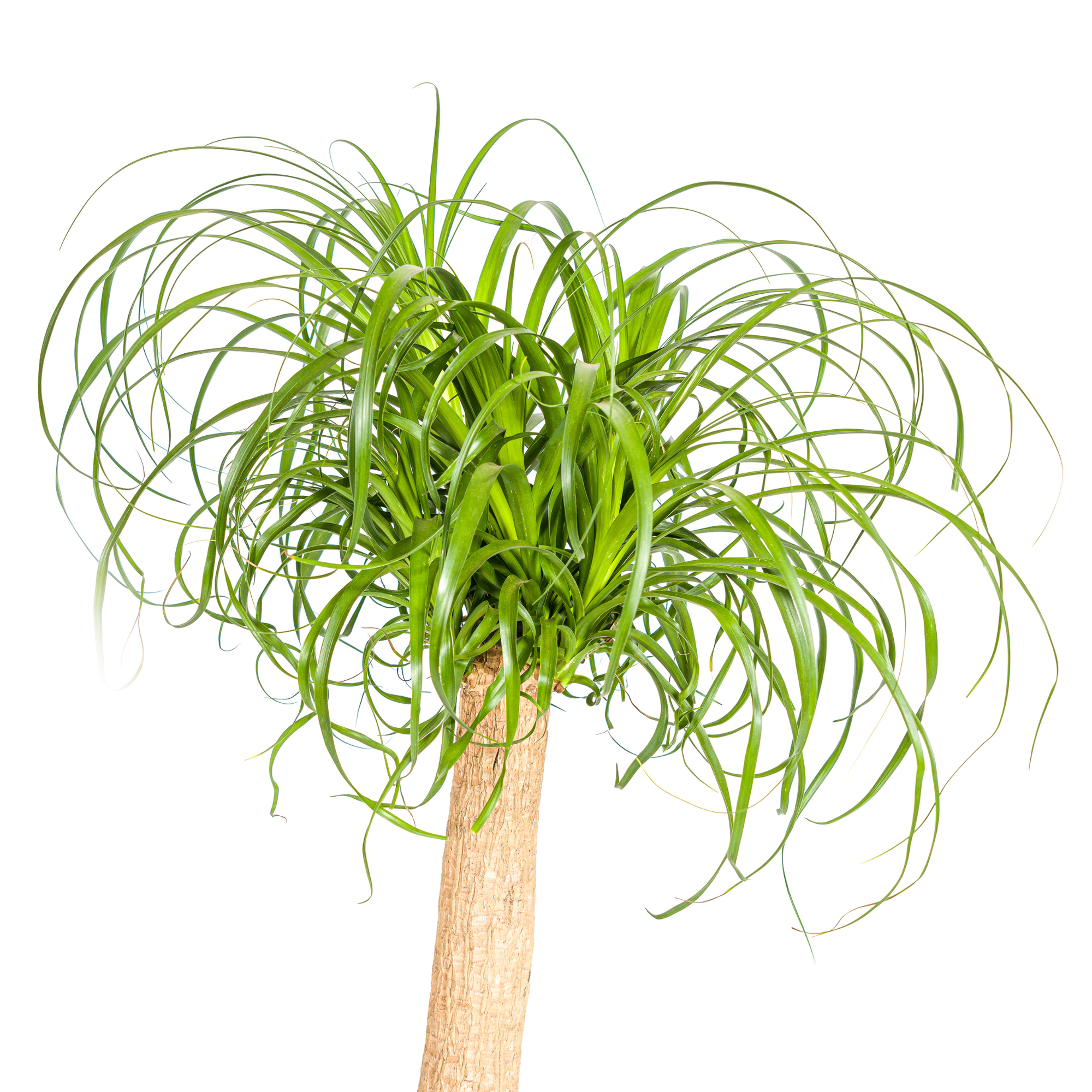 Beaucarnea Recurvata Trunk Ø24cm - ↕80 - 100cm