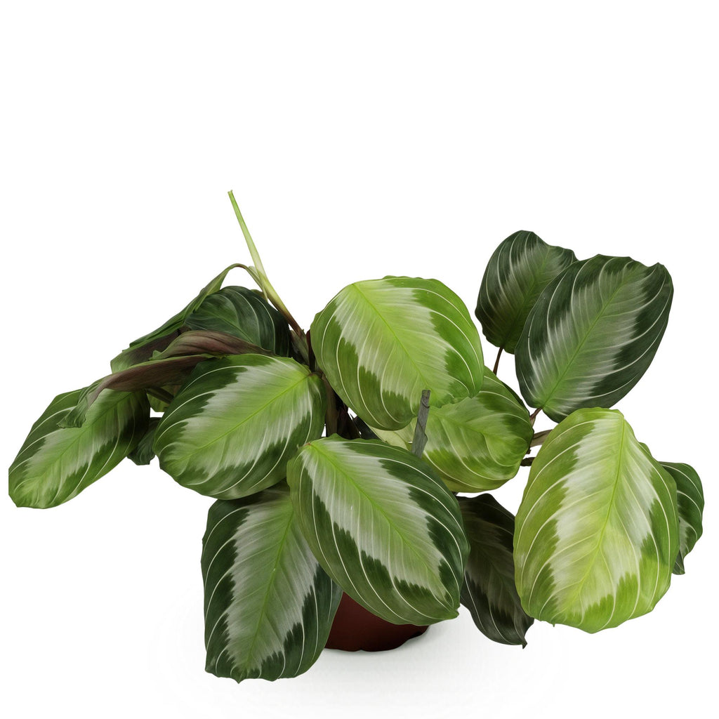 Maranta Fascinator Silverband – Gebets-Pflanze – Haustierfreundlich – Topfgröße 12 cm – Höhe 25 cm
