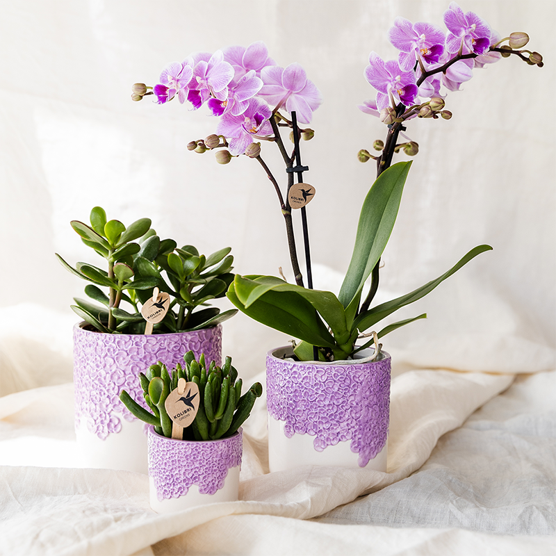 Kolibri Orchids | Paarse Vienna orchidee + Bloom sierpot paars – potmaat Ø9cm | bloeiende kamerplant – vers van de kweker