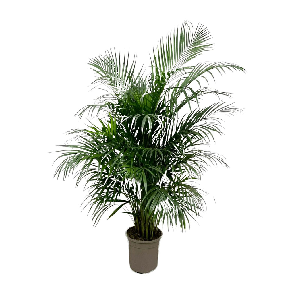 Dypsis lutescens (Areca-Palme) 140 cm - ø21-24