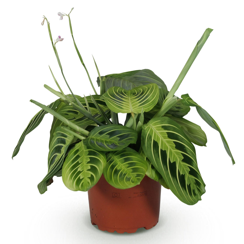 Maranta Fascinator Lemon Lime – Gebedsplant – Huisdiervriendelijk – Potmaat 12 cm – Hoogte 25 cm