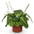 Maranta Fascinator Lemon Lime – Gebedsplant – Huisdiervriendelijk – Potmaat 12 cm – Hoogte 25 cm