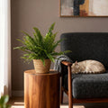 Nephrolepsis exaltata Green Lady - Varen - Huisdiervriendelijke Plant - Groen - 1 Plant - met Mand - Pot 12cm - Hoogte 25cm