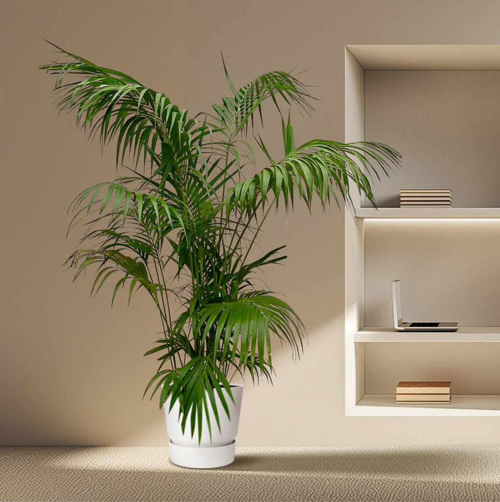 Kentia Palm XXL - 260 cm - ø32-40 cm