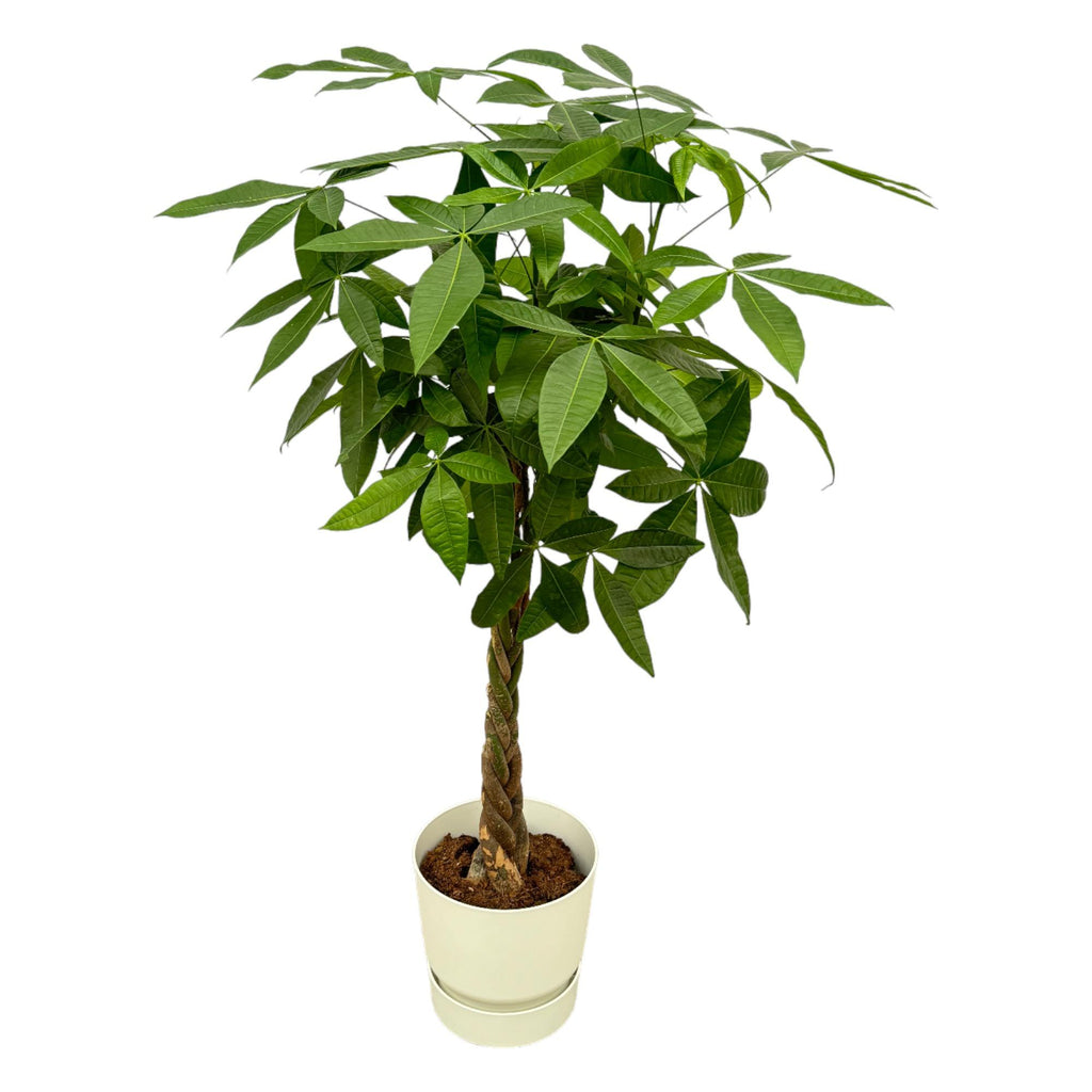 Pachira aquatica – Geldboom – Inclusief elho Greenville Round wit – Potmaat 30 cm – Hoogte 160 cm