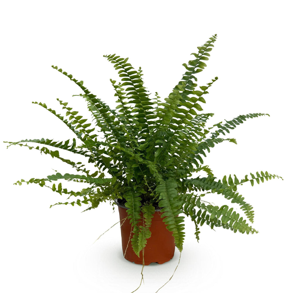 Nephrolepsis exaltata Green Lady – Varen – Huisdiervriendelijk – Potmaat 12 cm – Hoogte 25 cm