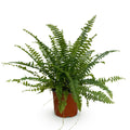 Nephrolepsis exaltata Green Lady – Varen – Huisdiervriendelijk – Potmaat 12 cm – Hoogte 25 cm