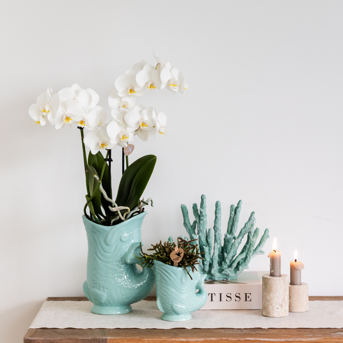 Kolibri Orchids | white Phalaenopsis orchid pot size Ø9cm | Amabilis | flowering houseplant - fresh from the grower