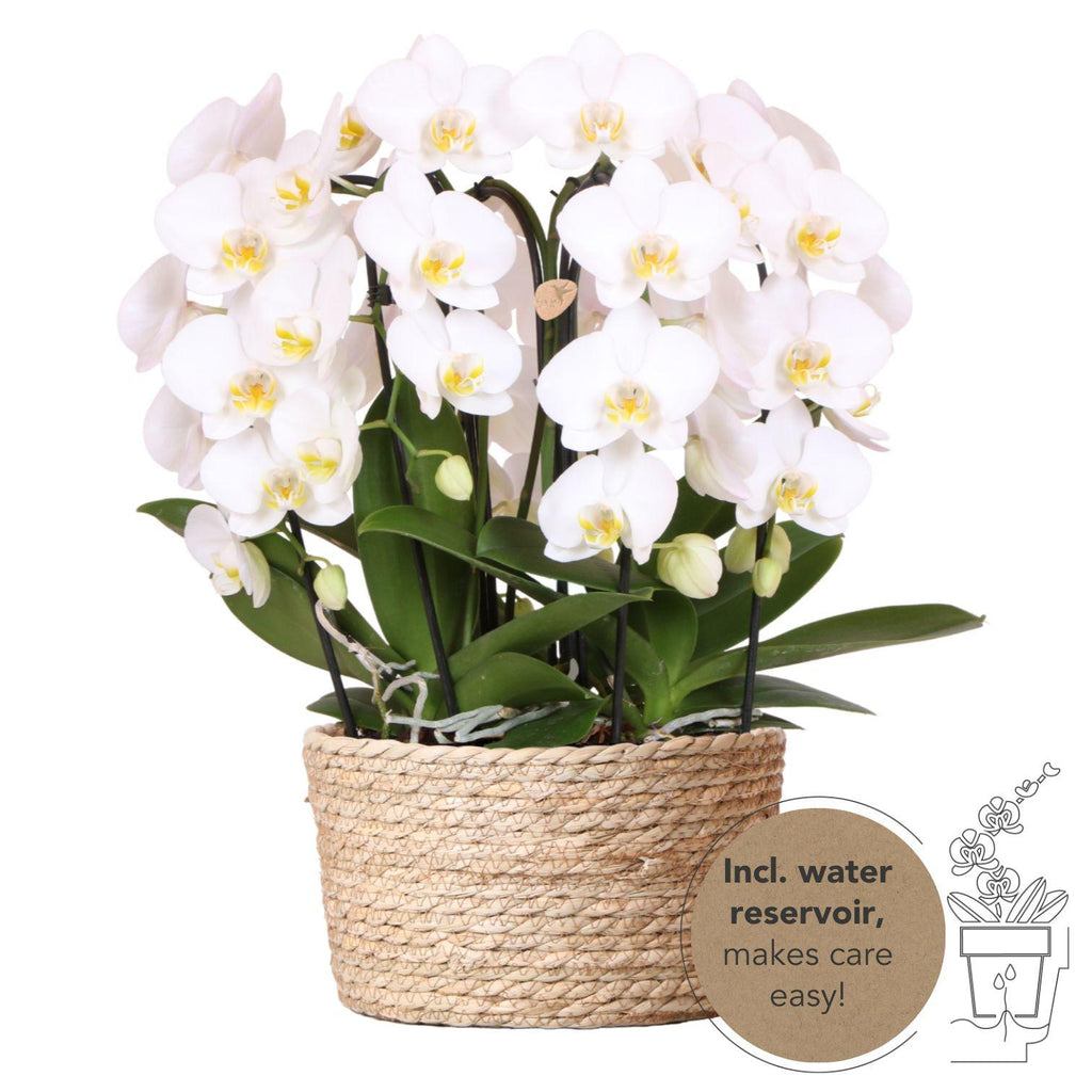 Kolibri-Orchideen | Weißes Orchideen-Set im Schilfkorb inkl. Wasserreservoir | Drei gebogene weiße Niagara-Fall-Orchideen (12 cm) | Mono Bouquet weiß mit integriertem Wasserreservoir