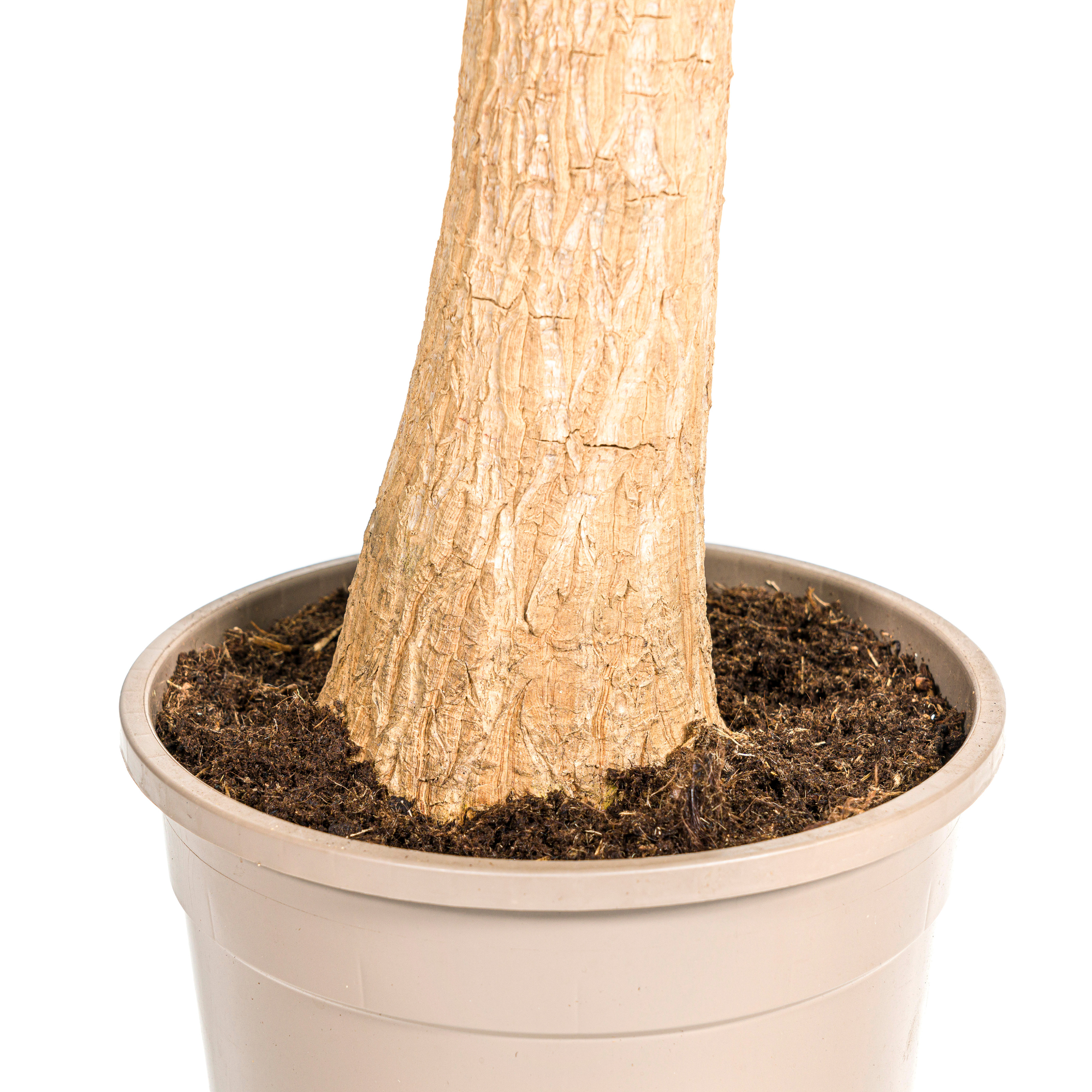 Beaucarnea Recurvata Trunk Ø24cm - ↕80 - 100cm