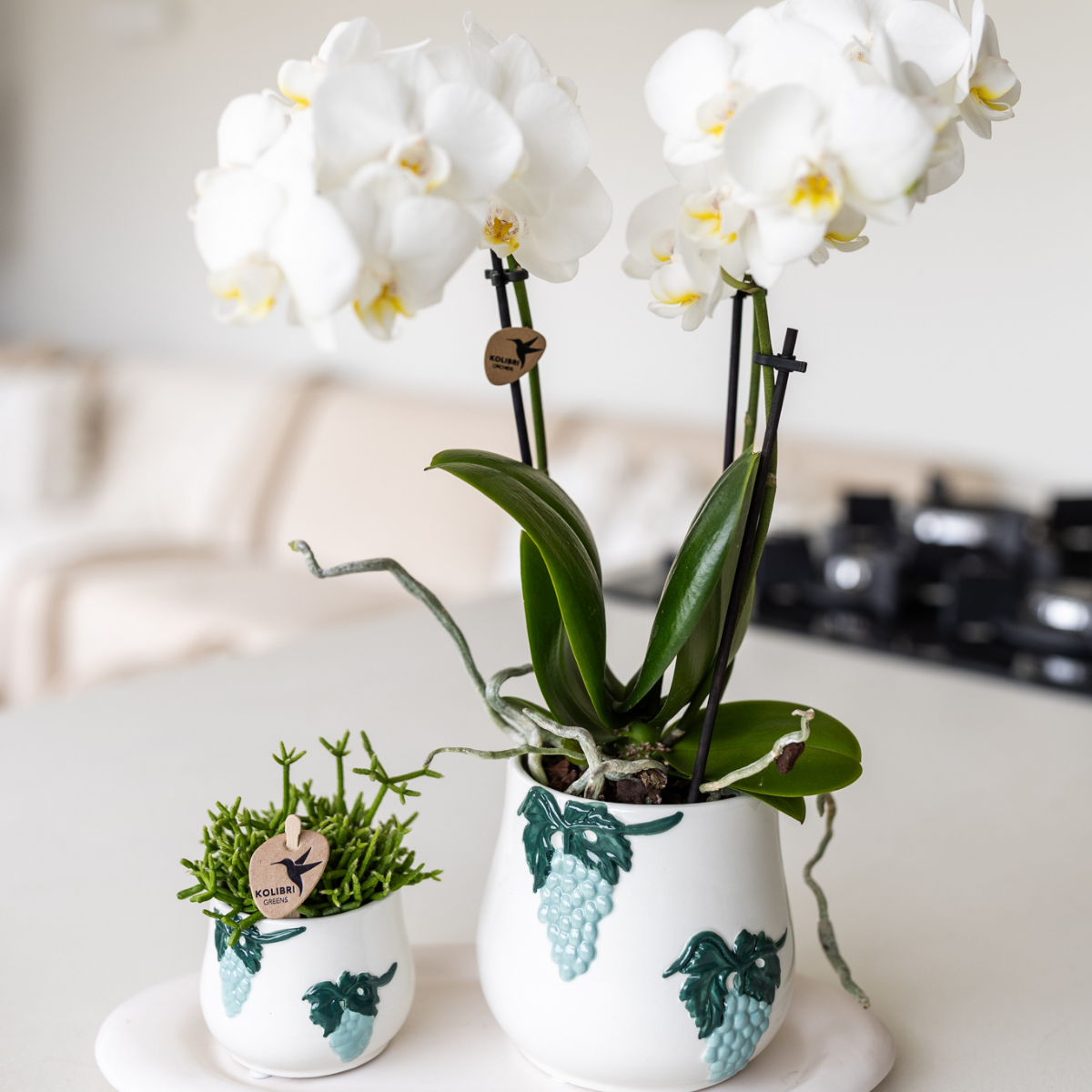 Kolibri Orchids | white Phalaenopsis orchid pot size Ø9cm | Amabilis | flowering houseplant - fresh from the grower