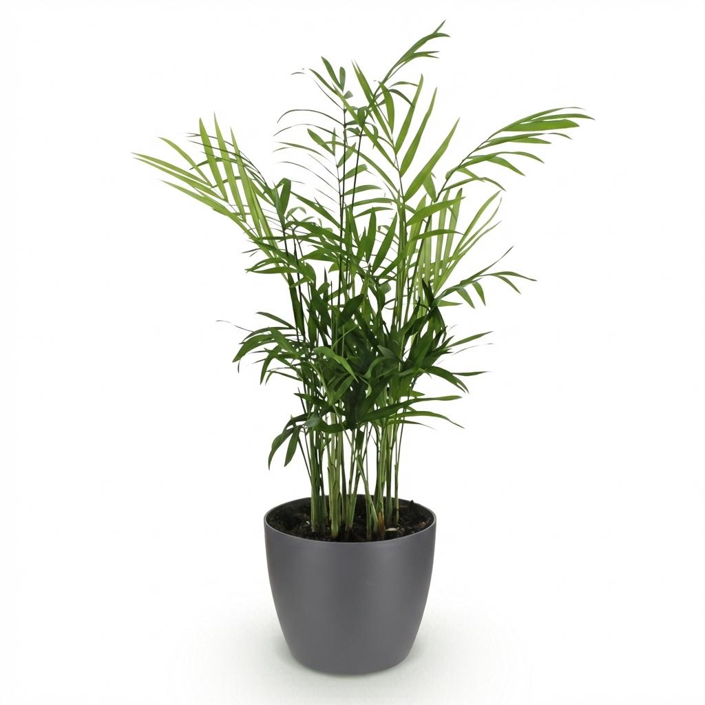 Chamaedorea elegans – Goldpalme – Tierfreundlich – Inklusive grauem Topf – Topfgröße 12 cm – Höhe 15 cm