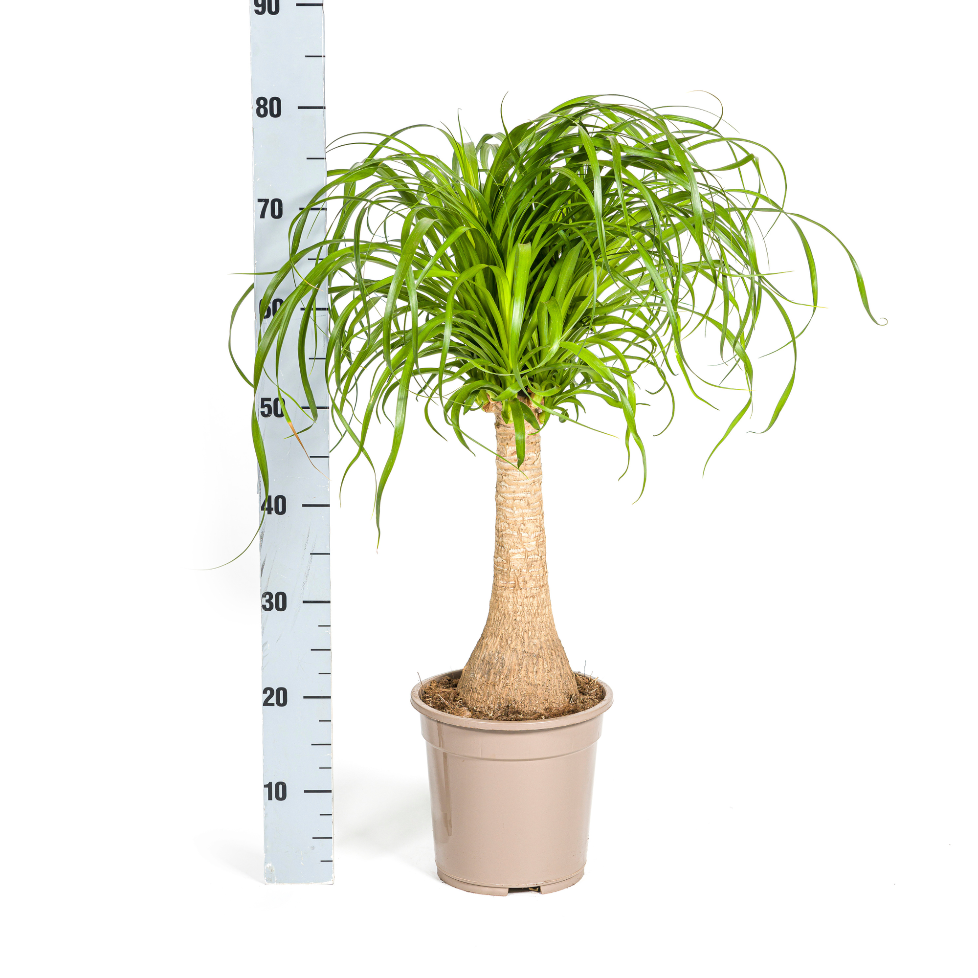 Beaucarnea Recurvata Stamm Ø21cm - ↕60 - 80cm