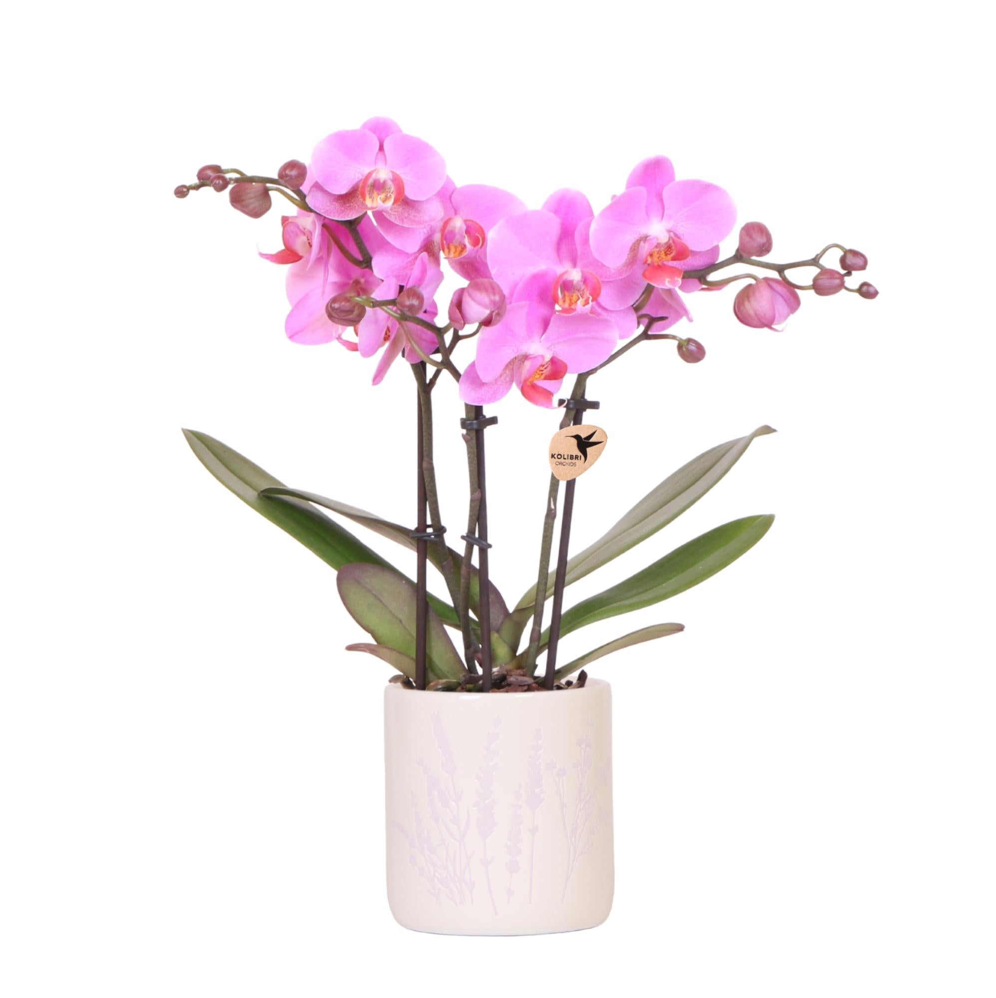 Kolibri Orchids | Donkerroze orchidee Frederikstad + Floral sierpot lavendel - potmaat Ø9cm | bloeiende kamerplant - vers van de kweker