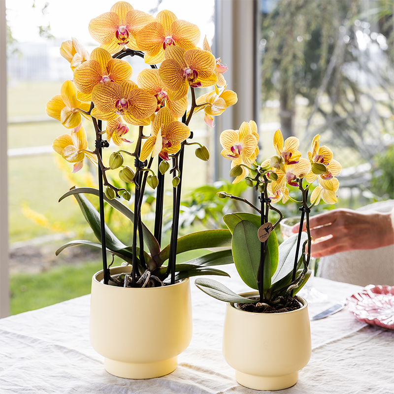 Kolibri-Orchideen | Gelbe Phalaenopsis-Orchidee – Lima – Topfgröße Ø 9 cm | Blühende Zimmerpflanze – frisch vom Züchter