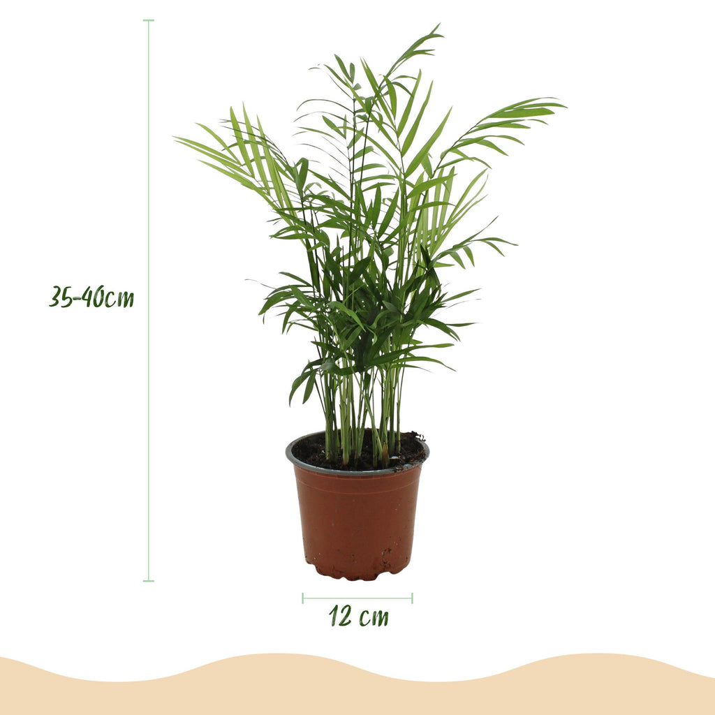 Chamaedorea elegans – Goudpalm – Huisdiervriendelijk – Inclusief witte pot – Potmaat 12 cm – Hoogte 15 cm