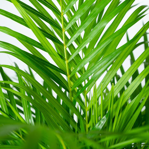 Areca palm - Ø21cm - ↕130cm