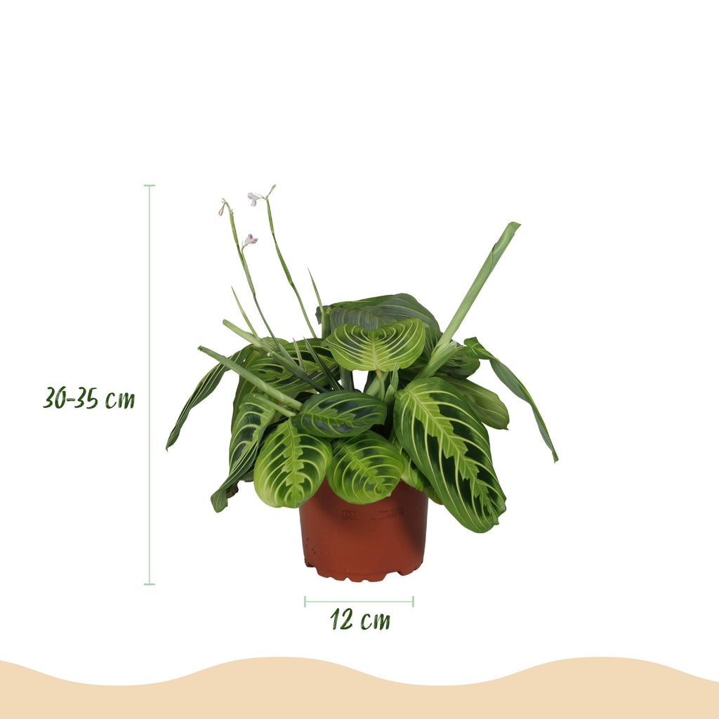 Maranta Fascinator Lemon Lime – Gebedsplant – Huisdiervriendelijk – Inclusief witte pot – Potmaat 12 cm – Hoogte 25 cm