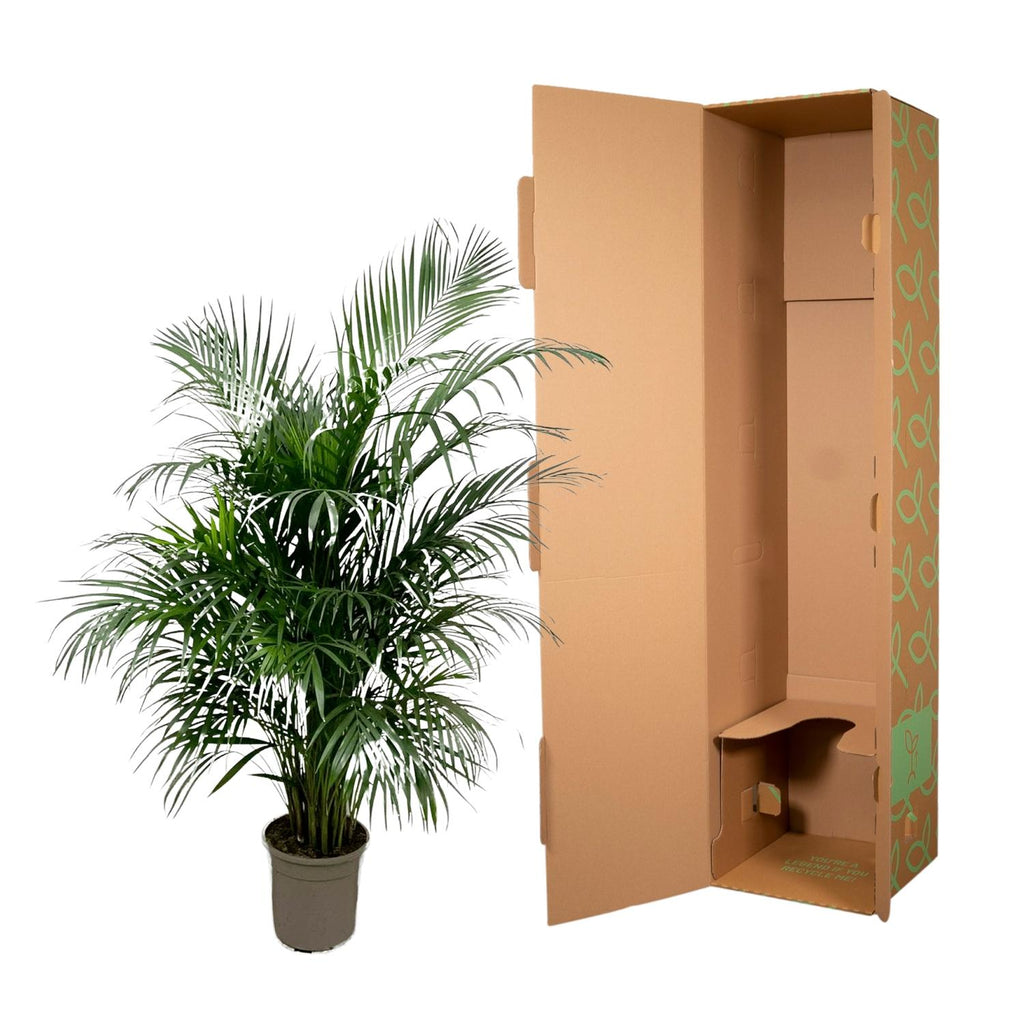 Dypsis lutescens (Areca-Palme) 140 cm - ø21-24