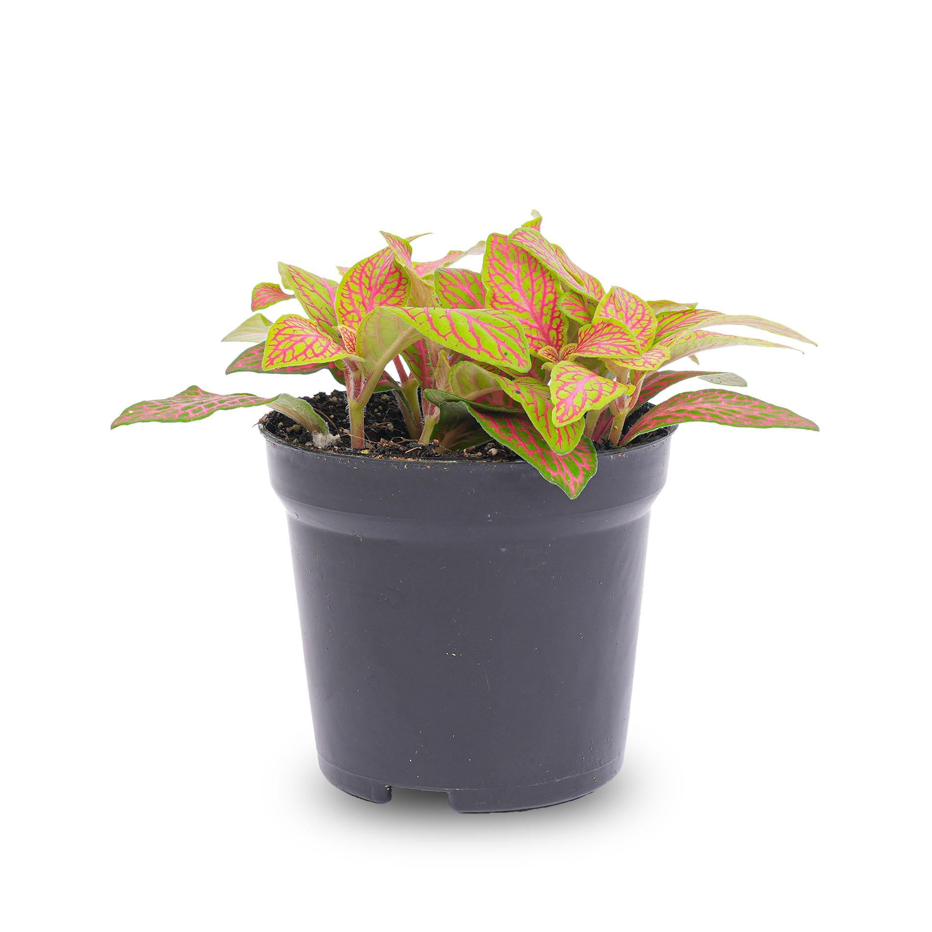 Fittonia Ruby Lime – Nerve Plant – Ø8 cm – ±10 cm