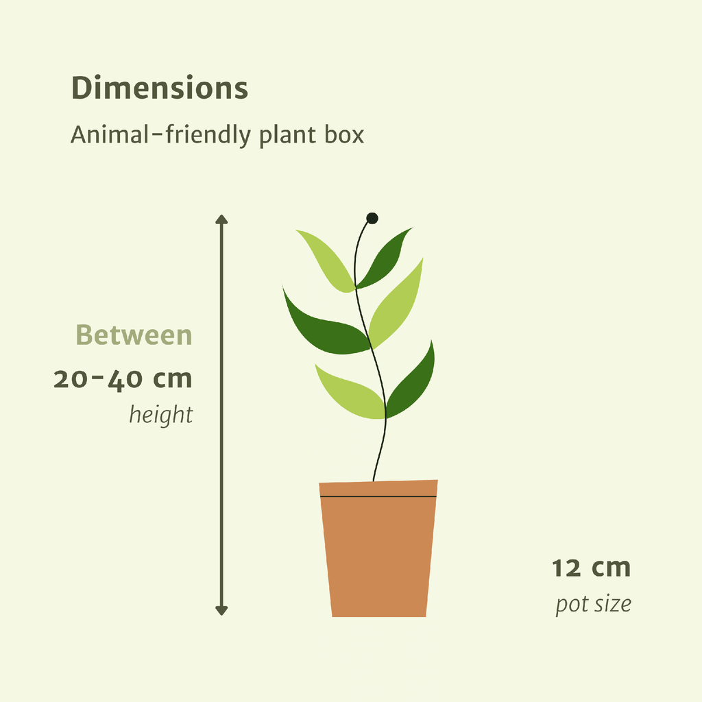 Diervriendelijke Planten Set – 4 stuks – Ø12 cm – ±20–40 cm