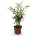 Chamaedorea elegans – Goldpalme – Haustierfreundlich – Topfgröße 12 cm – Höhe 15 cm
