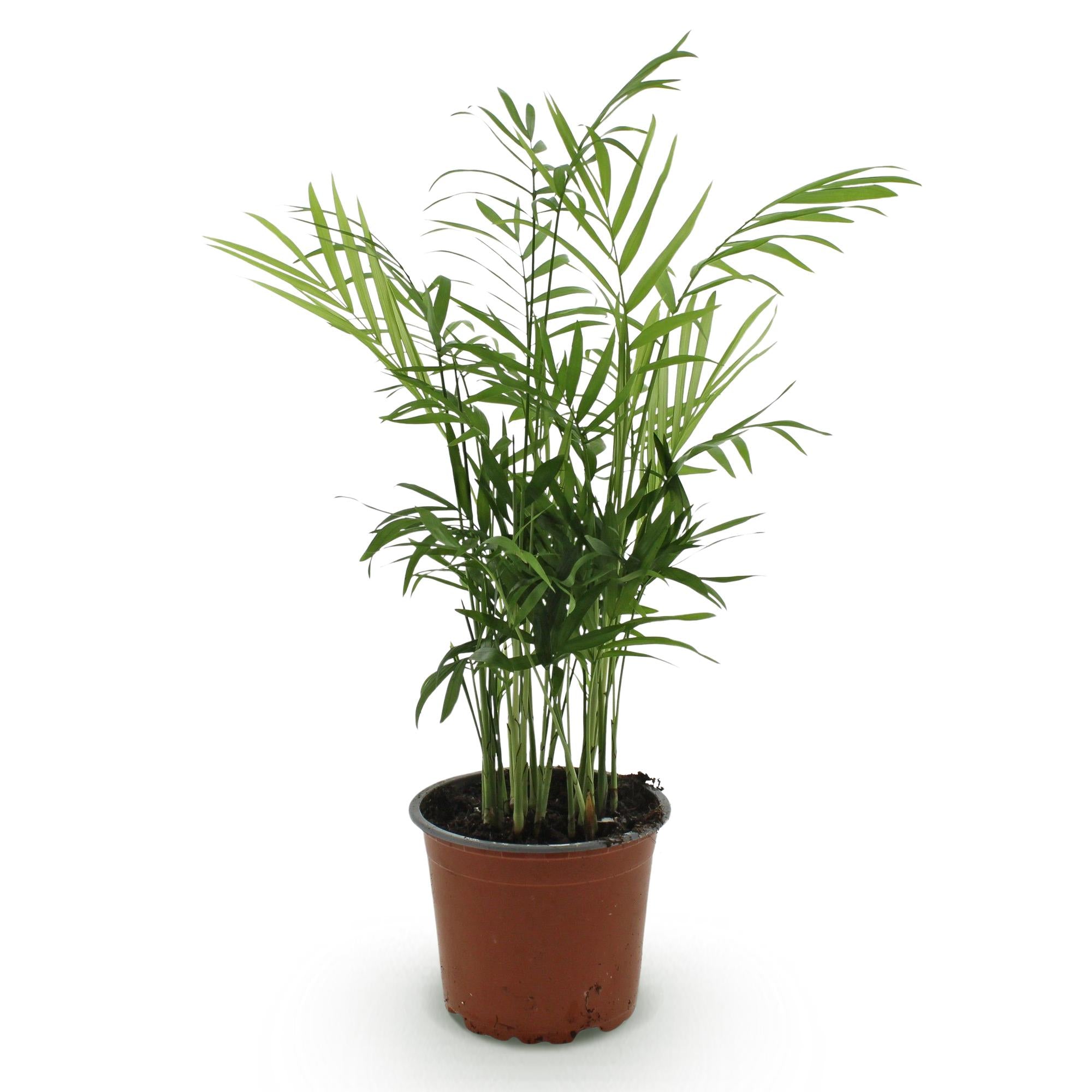 Chamaedorea elegans - Parlor Palm - Pet-friendly - Pot size 12 cm - Height 15 cm