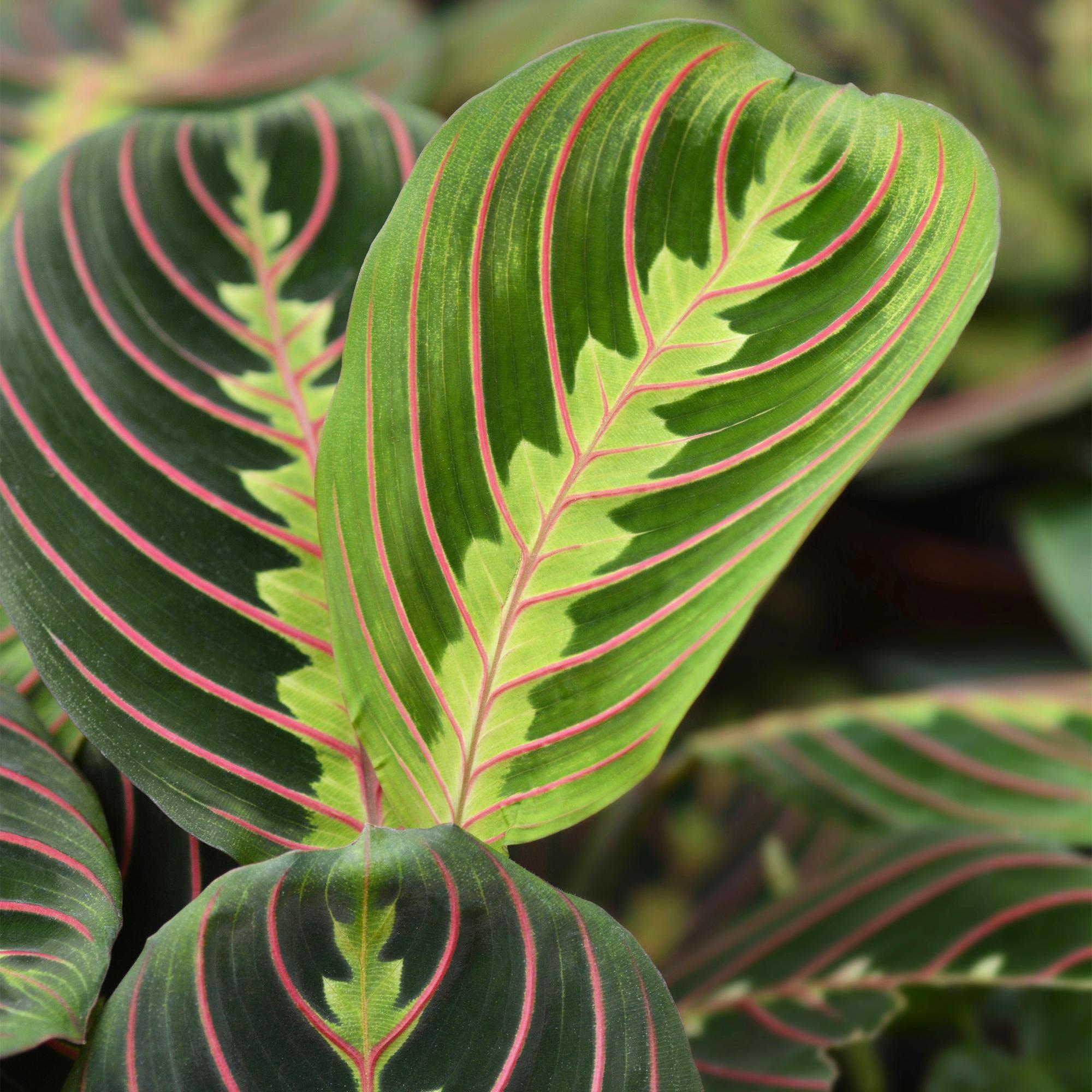 Maranta Fascinator Tricolor – Prayer Plant – Pet Friendly – Pot size 12 cm – Height 25 cm