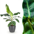 Musa acuminata Dwarf Cavendisch - Bananenplant - Weinig onderhoud - Groen - 1 Plant - met Potter Grijs - Pot 21cm - Hoogte 70-75cm