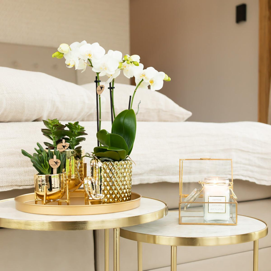 Kolibri Orchids | white Phalaenopsis orchid pot size Ø9cm | Amabilis | flowering houseplant - fresh from the grower