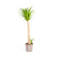 Beaucarnea Recurvata – Trunk – Ø27 cm – ±110–130 cm