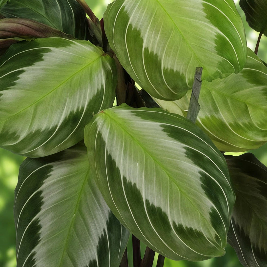 Maranta Fascinator Silverband – Gebets-Pflanze – Haustierfreundlich – Topfgröße 12 cm – Höhe 25 cm