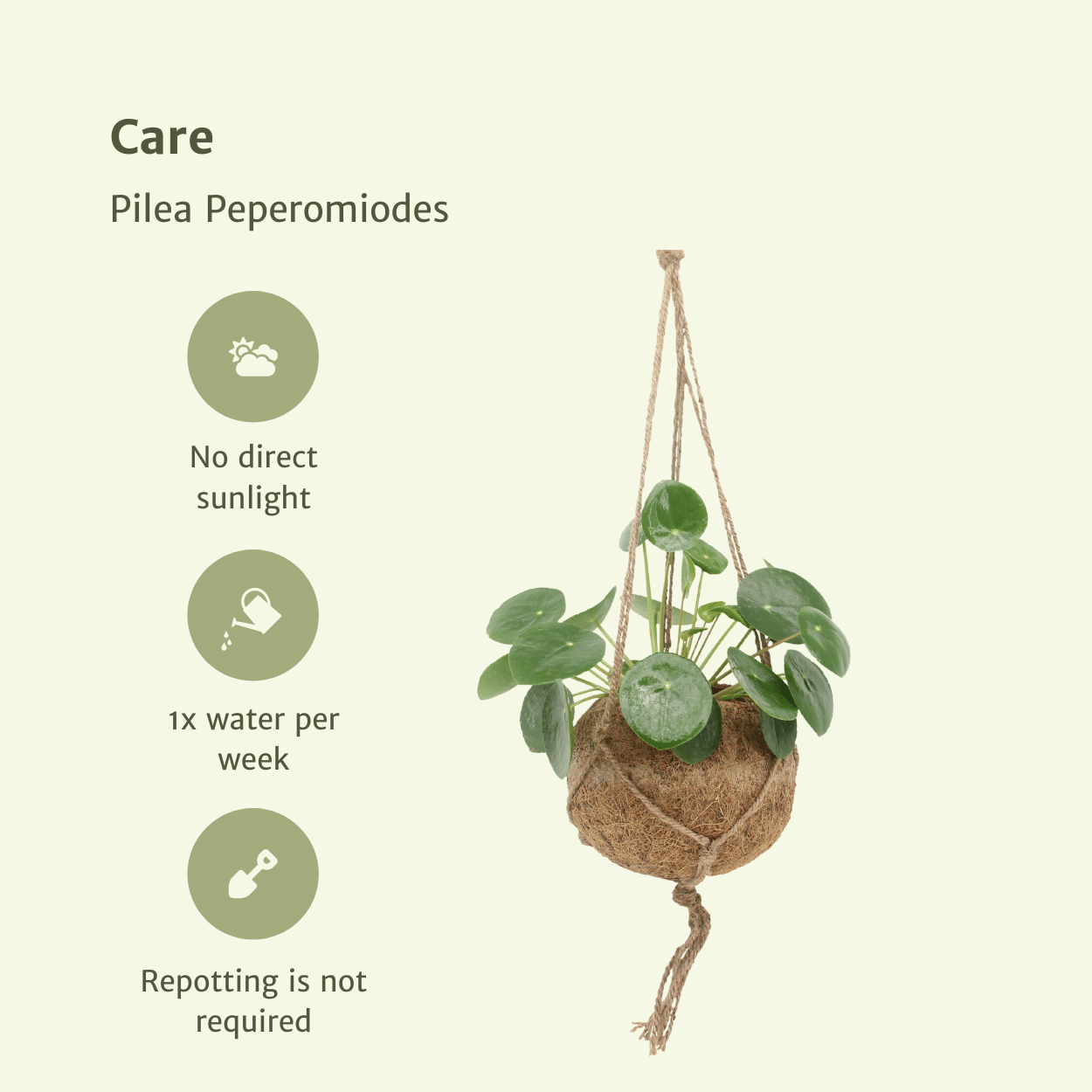 2x Kokodama Pilea Peperomioides – Chinese Money Plant – ±20 cm – Ø15 cm