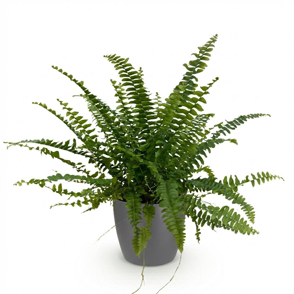 Nephrolepsis exaltata Green Lady - Varen - Huisdiervriendelijke Plant - Groen - 1 Plant - met Potter Grijs - Pot 12cm - Hoogte 25cm