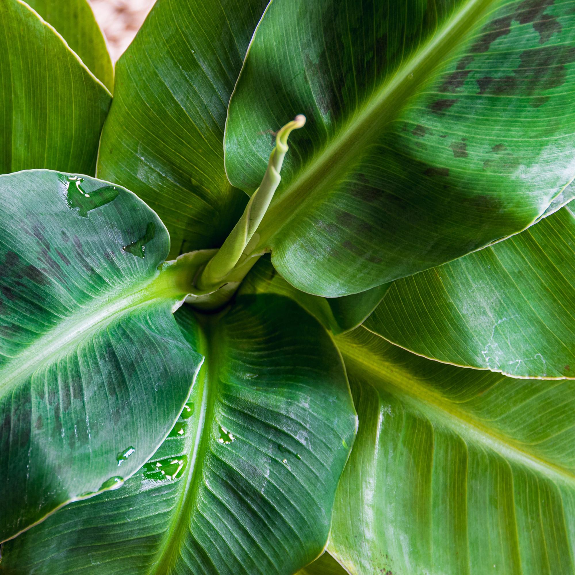 Musa acuminata Dwarf Cavendisch - Bananenplant - Weinig onderhoud - Groen - 1 Plant - met Potter Wit - Pot 21cm - Hoogte 70-75cm