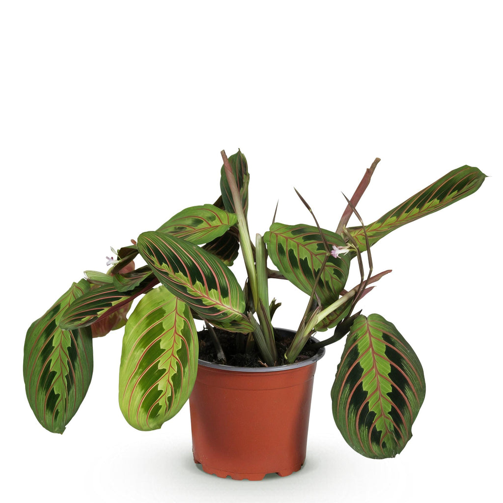 Maranta Fascinator Tricolour – Gebetspflanze – Haustierfreundlich – Topfgröße 12 cm – Höhe 25 cm