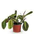 Maranta Fascinator Tricolour – Gebetspflanze – Haustierfreundlich – Topfgröße 12 cm – Höhe 25 cm