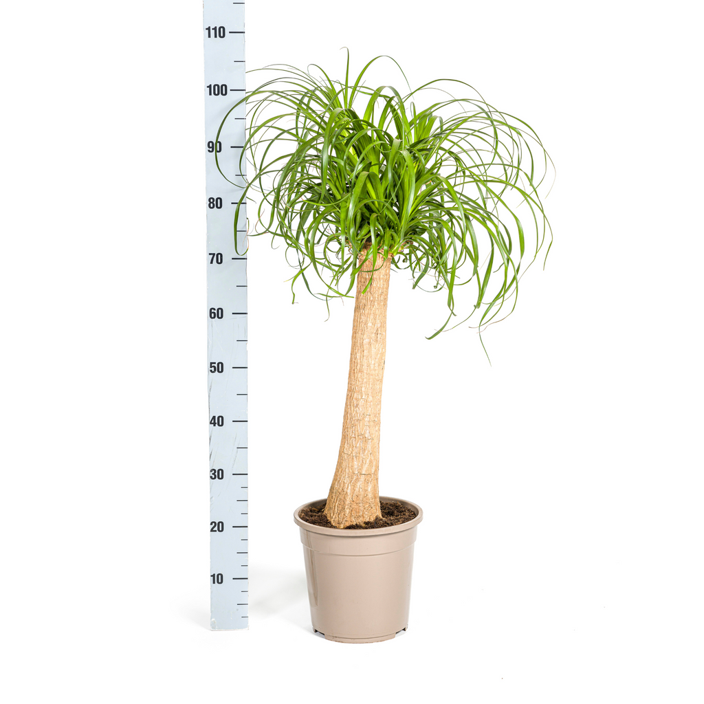 Beaucarnea Recurvata Trunk Ø24cm - ↕80 - 100cm