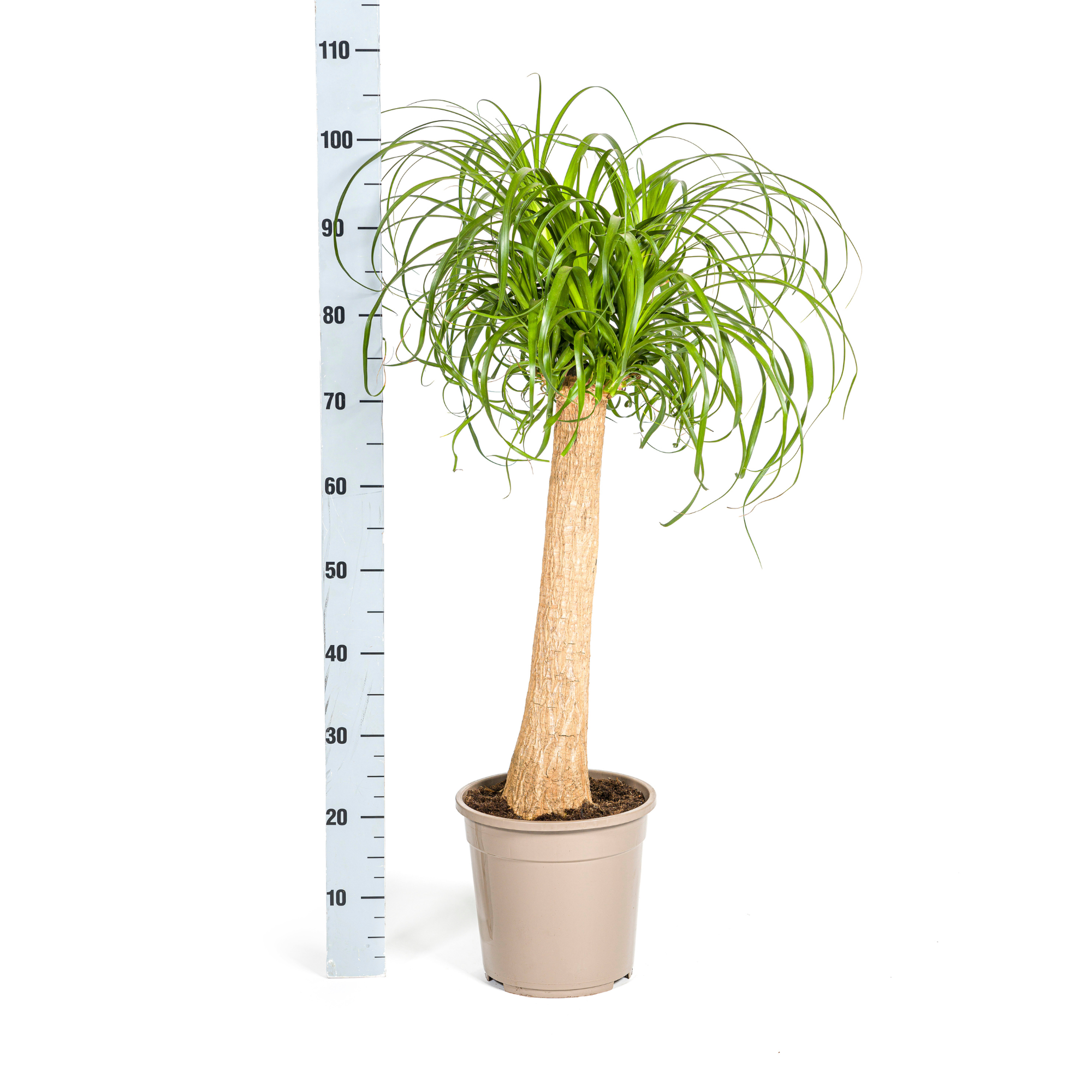 Beaucarnea Recurvata Trunk Ø24cm - ↕80 - 100cm